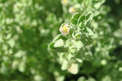 Schweinfurthia papilionacea