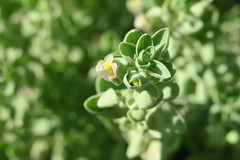 Schweinfurthia papilionacea