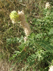 Astragalus alopecurus