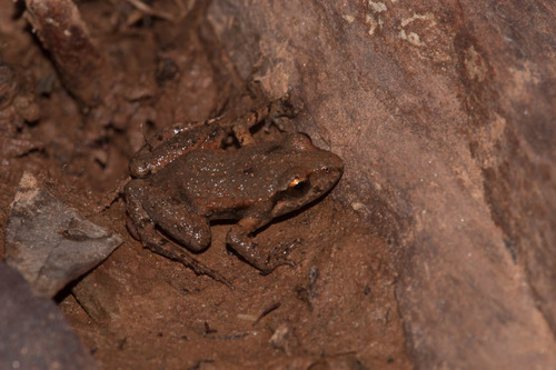 Northern Flinders Ranges Froglet