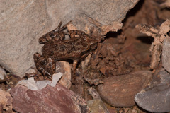 Northern Flinders Ranges Froglet photo 4