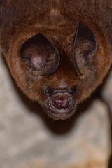 Hipposideros speoris