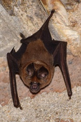 Hipposideros speoris