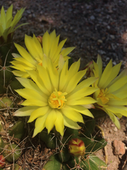 Mammillaria longimamma