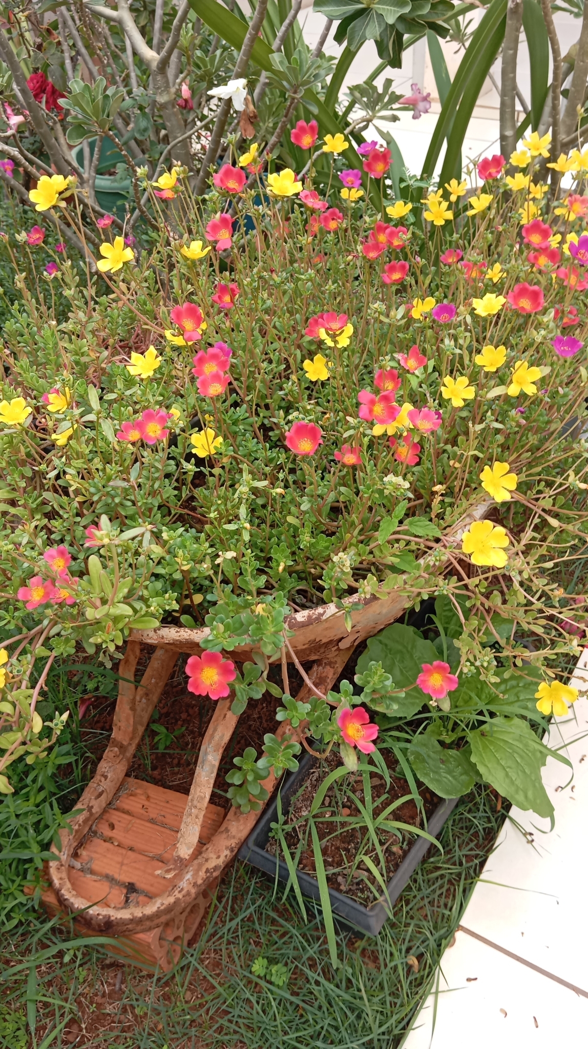 Portulaca umbraticola