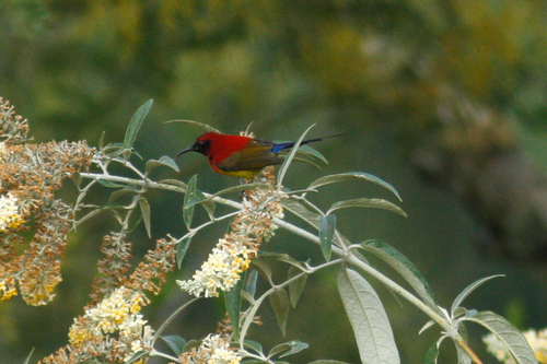 Aethopyga gouldiae