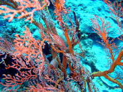Oxycirrhites typus