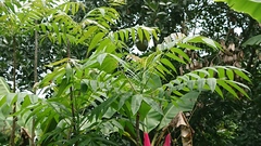 Toona sinensis