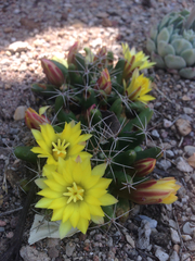 Mammillaria longimamma