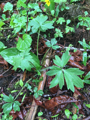 Ranunculus uncinatus