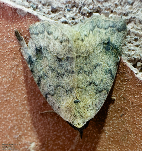 Isogona texana photo 2