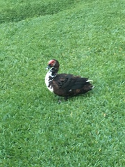 Cairina moschata domestica