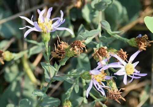 Symphyotrichum laeve