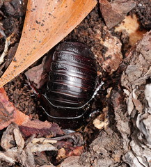 Panesthiinae