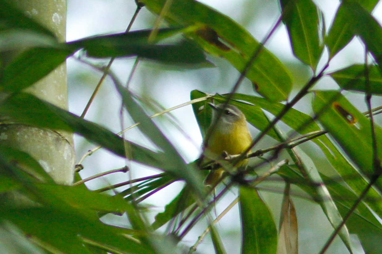 Yellow-bellied Warbler illustration