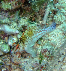 Cirrhitichthys falco