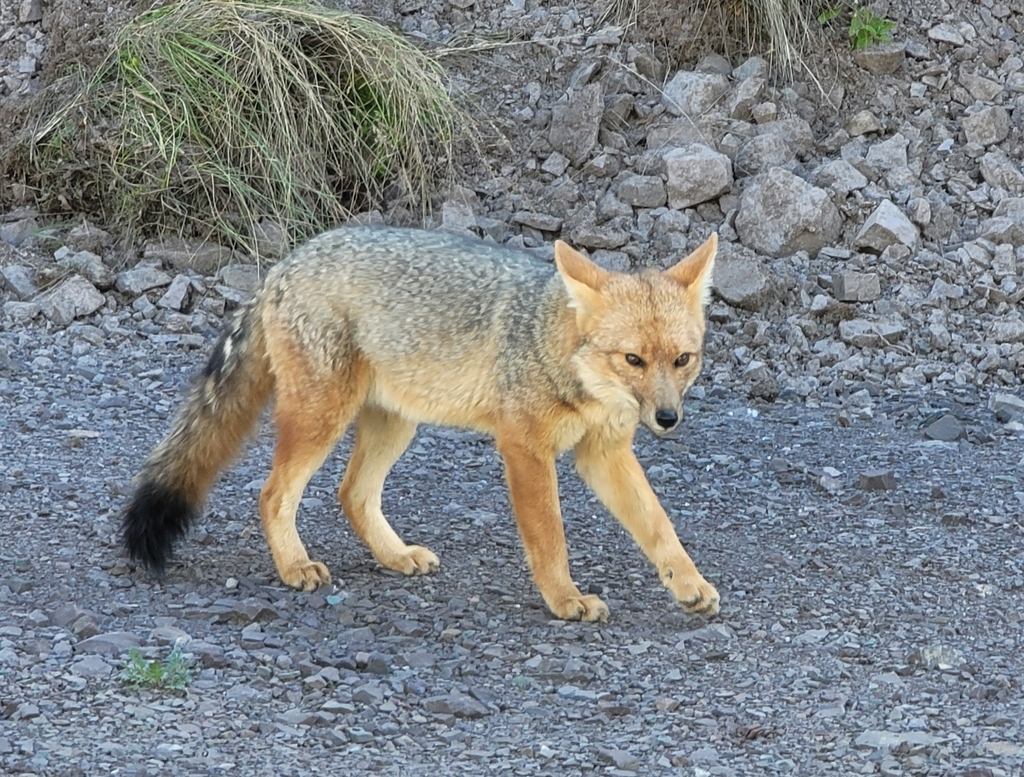 Lycalopex culpaeus, Cafayate, Salta Province, Argentina, by ryanj85