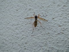 Ctenophora flaveolata