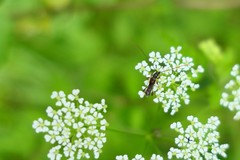 Molorchus umbellatarum