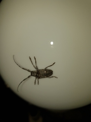 Crossotus stypticus aethiops