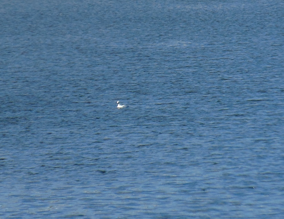 Smew from Юго-Восточный административный округ, Москва, Россия on March ...