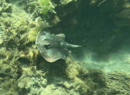 Eastern Shovelnose Stingaree, Melbourne VIC, Australia, photo 7 of 10