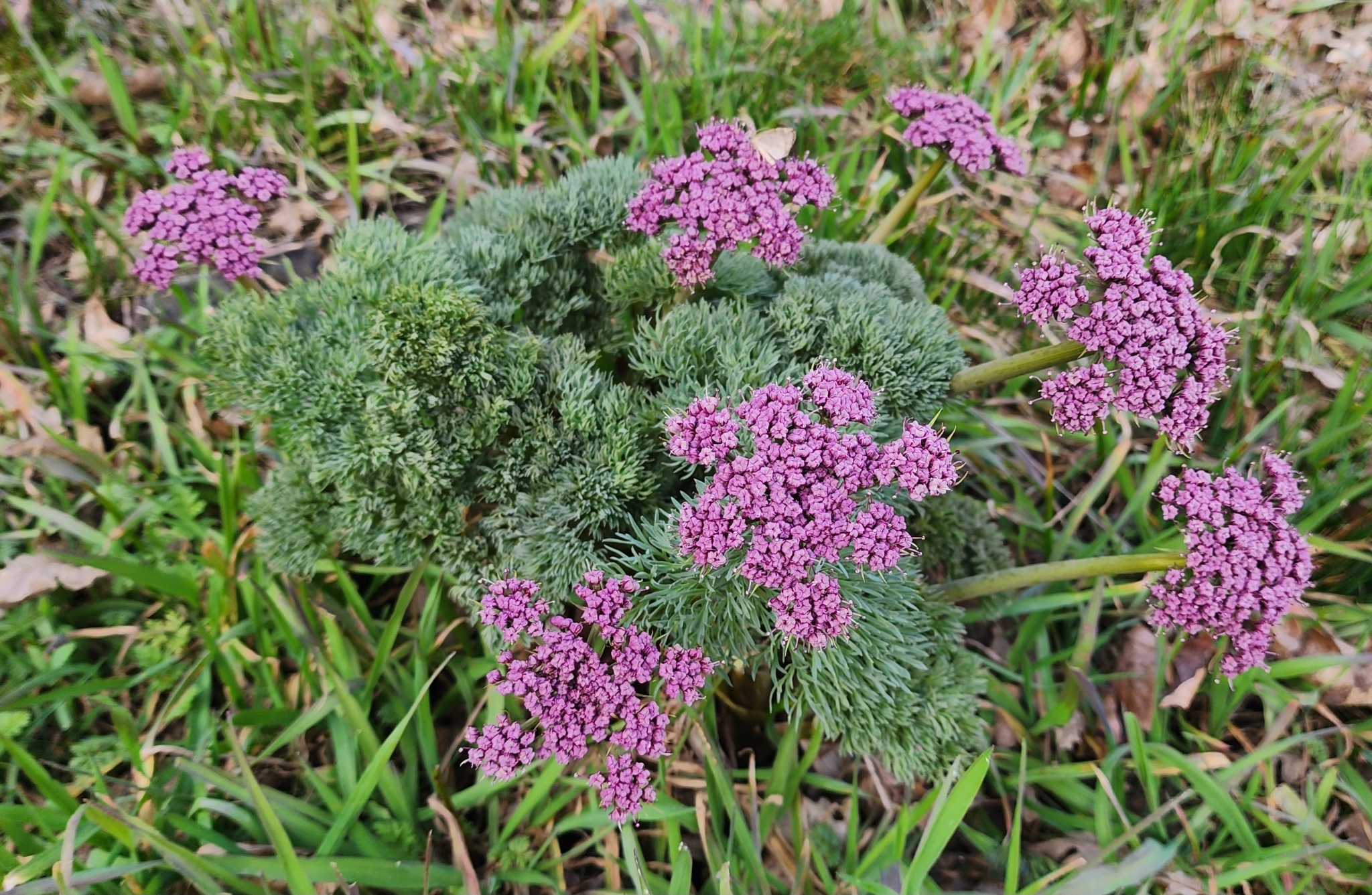 Lomatium columbianum