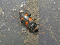 Nicrophorus sayi