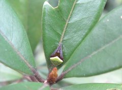 Araneus viridiventris