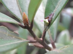 Araneus viridiventris