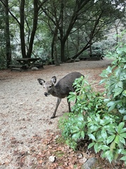 Cervus nippon