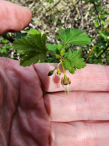 Image of Coast black gooseberry by (c) Rupert Clayton, some rights reserved (CC BY)