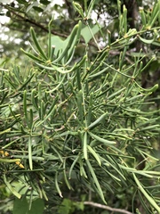 Asparagus natalensis