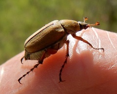 Macrodactylus subspinosus
