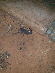 Parabuthus granulatus