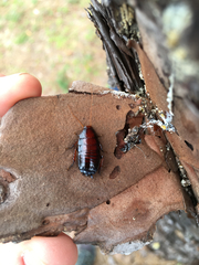 Periplaneta fuliginosa