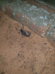 Parabuthus granulatus