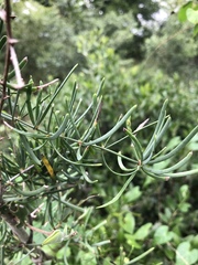 Asparagus natalensis