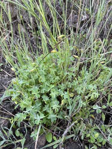 Oxalis californica (Oxalis californica)
