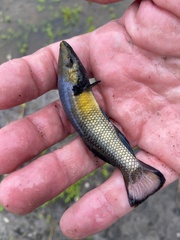 Longnose Killifish photo 3