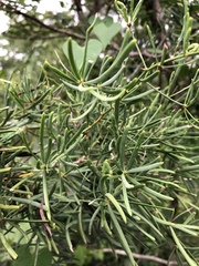 Asparagus natalensis