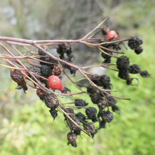 California Wild Rose winter
