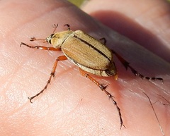 Macrodactylus subspinosus