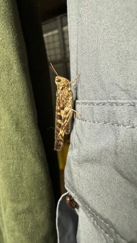 Australian Plague Locust