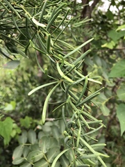 Asparagus natalensis