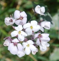 Dimorphocarpa candicans