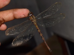 Gynacantha dravida