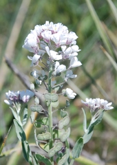 Dimorphocarpa candicans