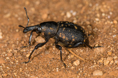 Liparus germanus