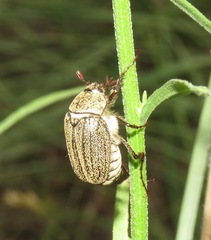 Phyllophaga lanceolata